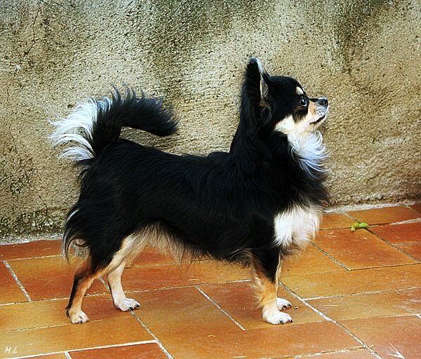 Les Chihuahua de l'affixe des Gardiens d'Ominanda
