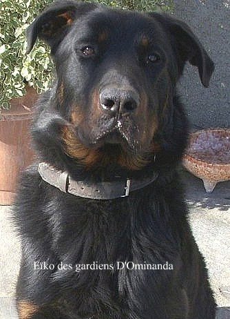Eïko des Gardiens d'Ominanda