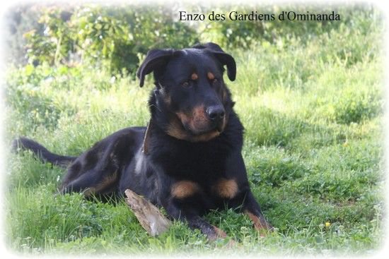 Enzo des Gardiens d'Ominanda