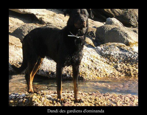 Dandi des Gardiens d'Ominanda