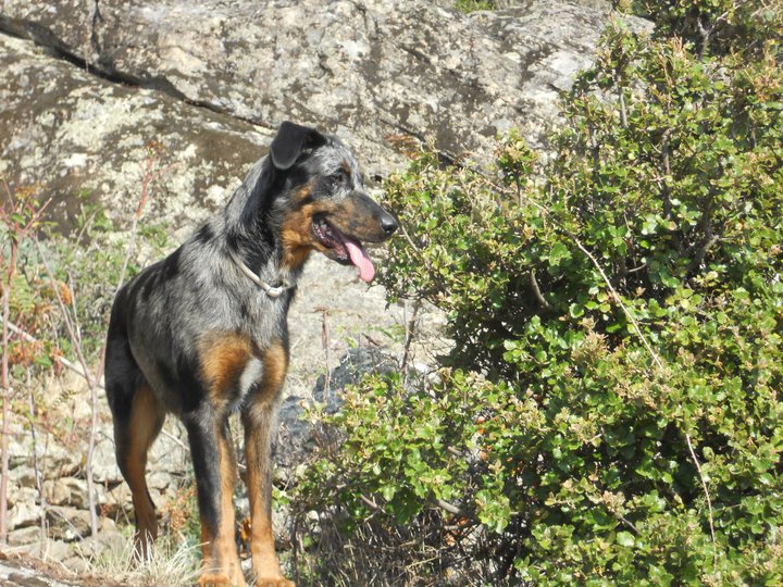 Faïa des Gardiens d'Ominanda