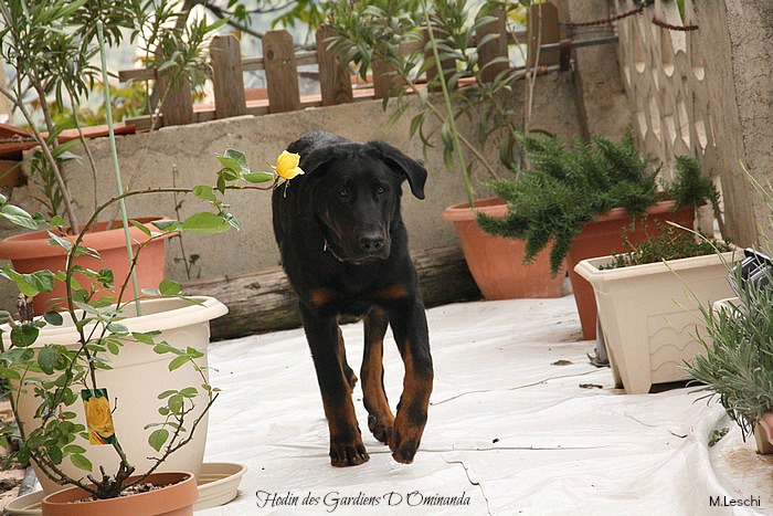Hodin des Gardiens d'Ominanda