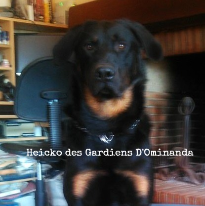 Heicko des Gardiens d'Ominanda