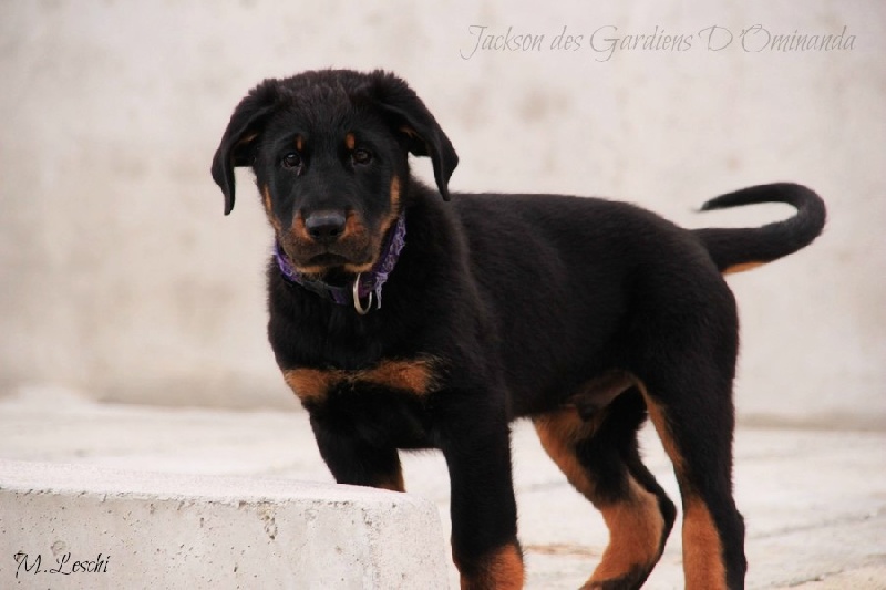 Jackson des Gardiens d'Ominanda