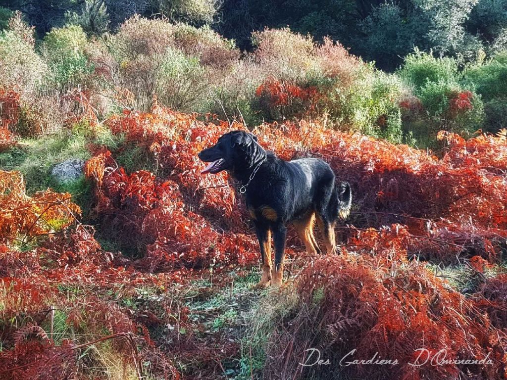 Jelly des Gardiens d'Ominanda
