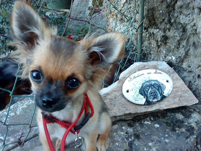 Alvin