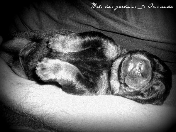 D'Mali.