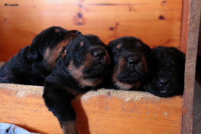 Chiots 2012.