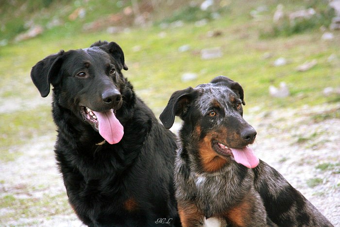 Nos chiens au quotidien.