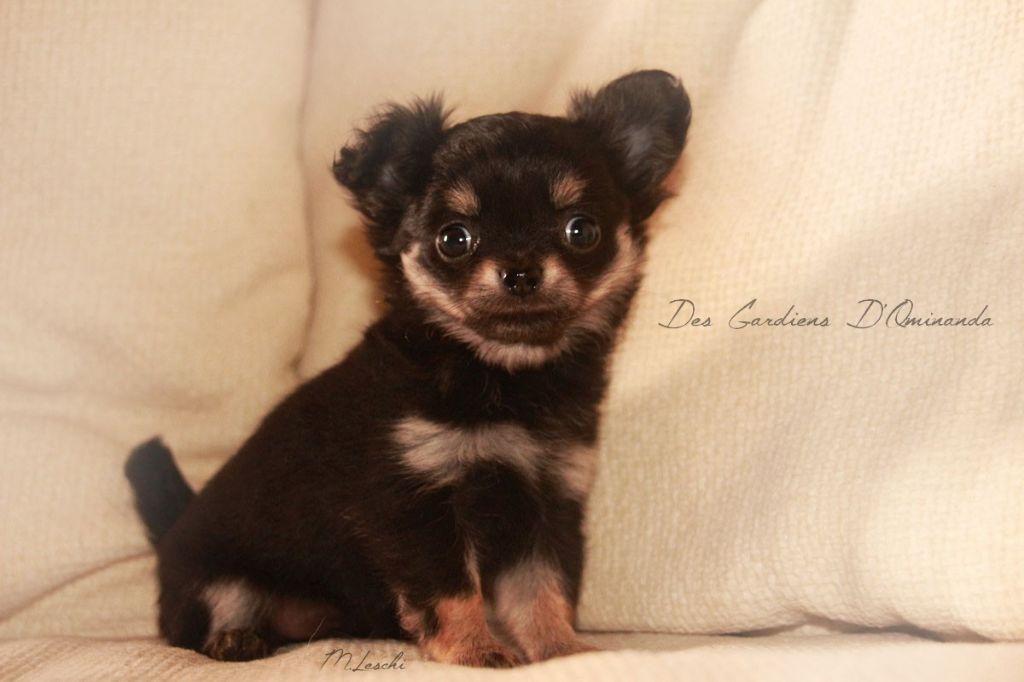 des Gardiens d'Ominanda - Chiots disponibles - Chihuahua