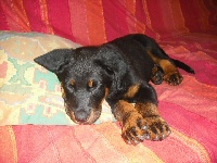 Elanka