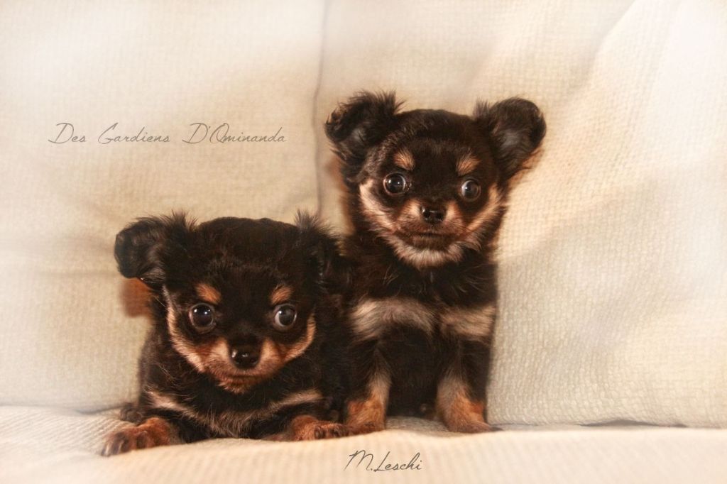 Chiot Chihuahua des Gardiens d'Ominanda